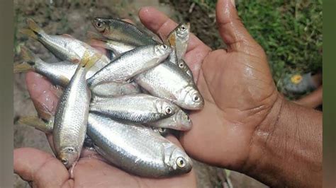 rains fish in honduras|heaven fish.